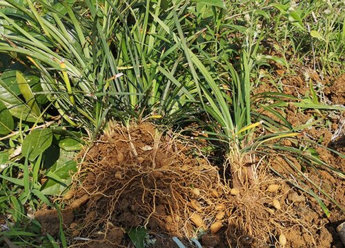 麦冬草怎么修剪好看