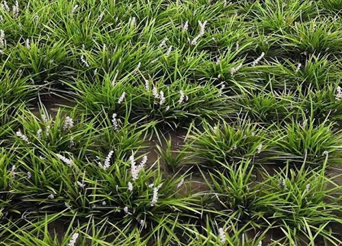 麦冬草怎么修剪好看