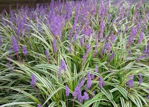 麦冬什么时候开花