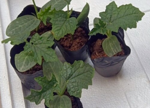 春菜种植时间和方法