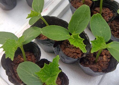 春菜种植时间和方法