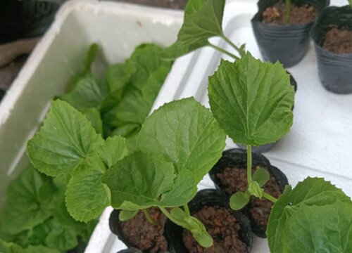 春菜种植时间和方法