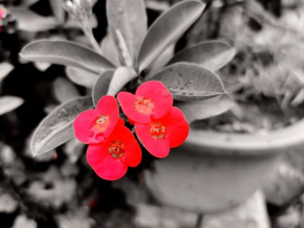 刺梅有毒吗家庭能养吗