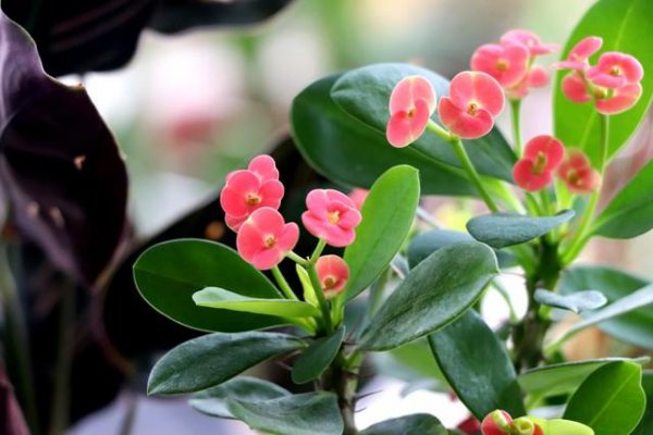 刺梅有毒吗家庭能养吗