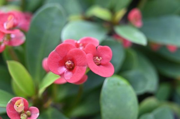 刺梅有毒吗家庭能养吗