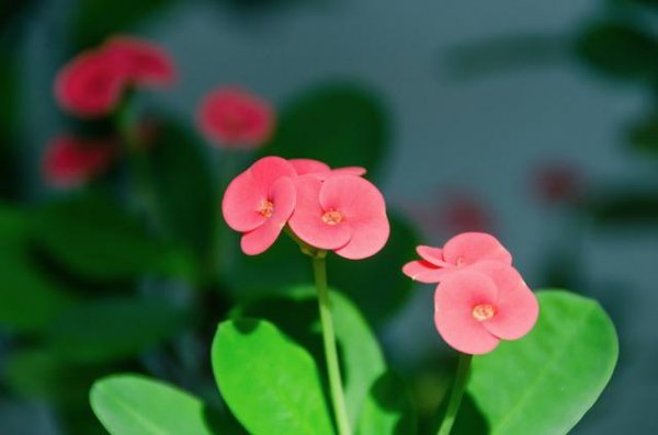 刺梅有毒吗家庭能养吗