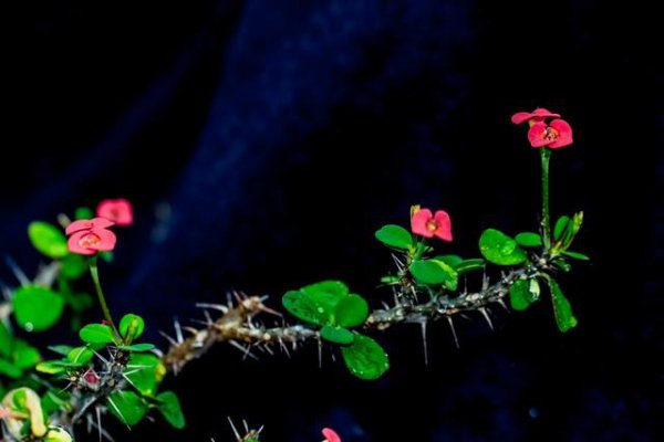 刺梅有毒吗家庭能养吗