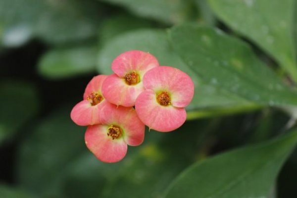 刺梅有毒吗家庭能养吗