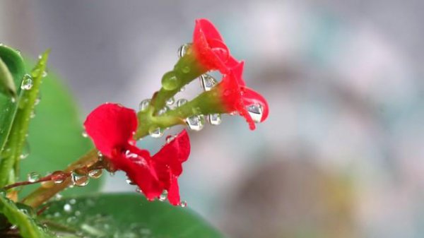 刺梅有毒吗家庭能养吗