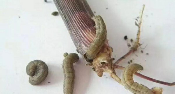 玉米二点委夜蛾的发生时间