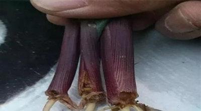 玉米二点委夜蛾的发生时间