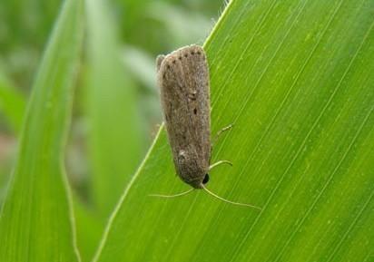 玉米二点委夜蛾的发生时间