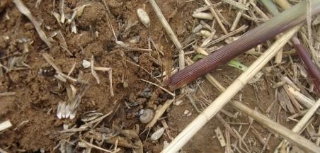 玉米二点委夜蛾的发生时间