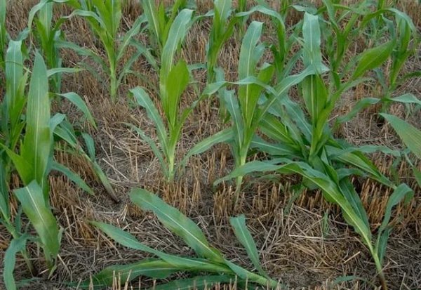 玉米二点委夜蛾的发生时间