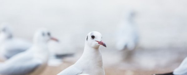 魔术鸽子怎么变的