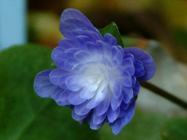 巨蟹男深爱一个人细节准到爆