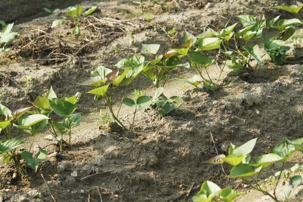 种红薯用什么肥料效果好