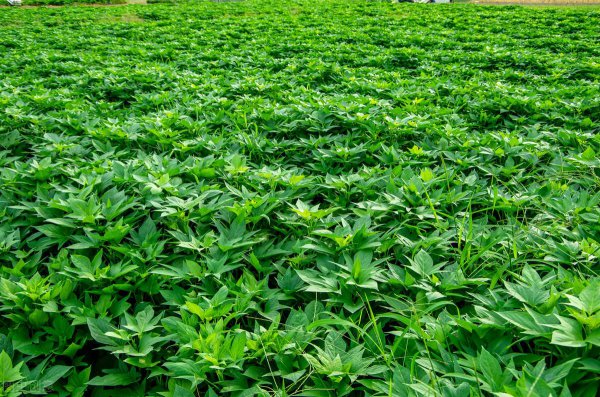 种红薯用什么肥料效果好