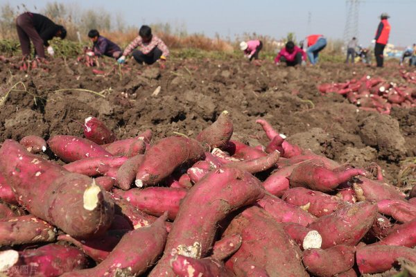 种红薯用什么肥料效果好