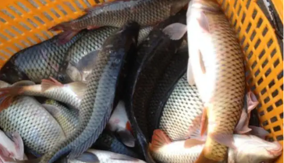 小满钓鱼是钓深钓浅