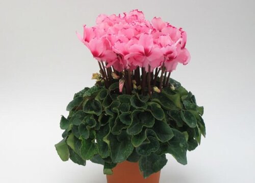 仙客来花为什么光长叶子不开花