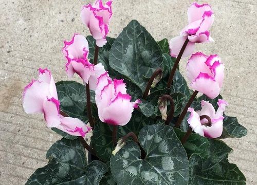 仙客来花为什么光长叶子不开花