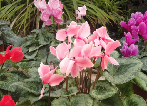 仙客来花为什么光长叶子不开花