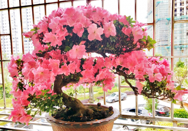 杜鹃花上什么肥料最好用