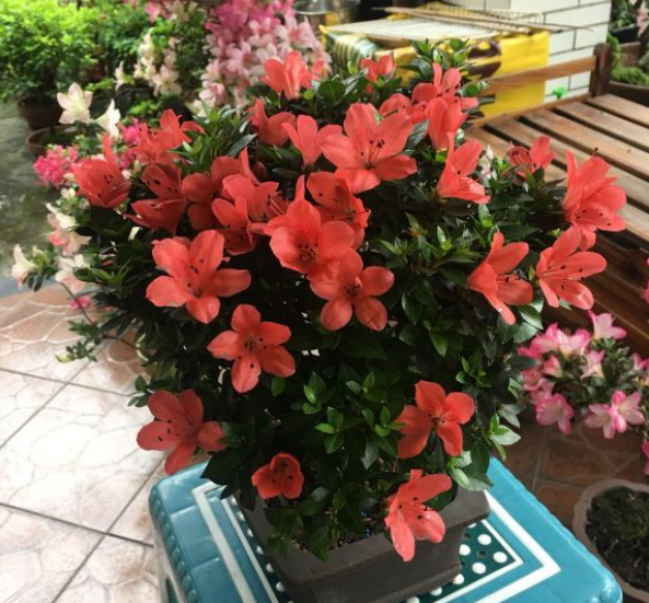 杜鹃花上什么肥料最好用