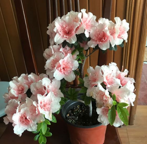 杜鹃花上什么肥料最好用