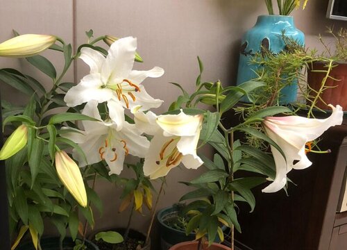 百合开花有毒吗