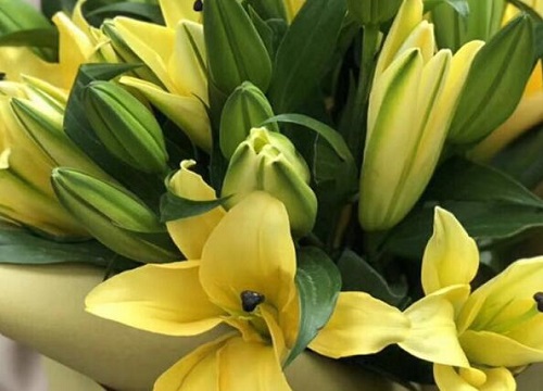 百合开花有毒吗