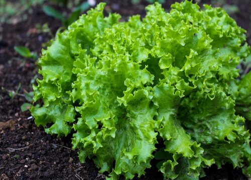 结球生菜的种植方法和时间 种植技术