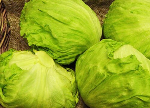 结球生菜的种植方法和时间 种植技术