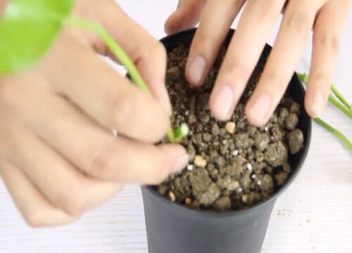 绿萝扦插多久生根发芽