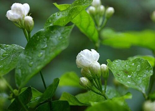 茉莉修剪后该怎么去养护