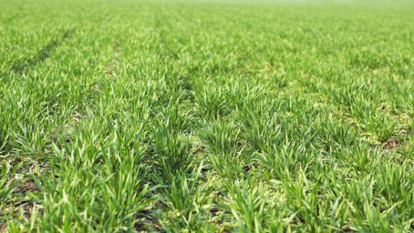 冬小麦可以在春天播种吗