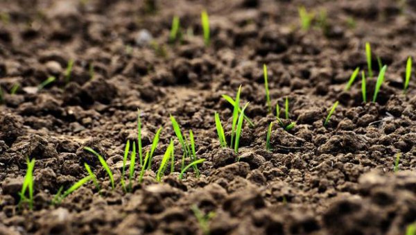 冬小麦可以在春天播种吗