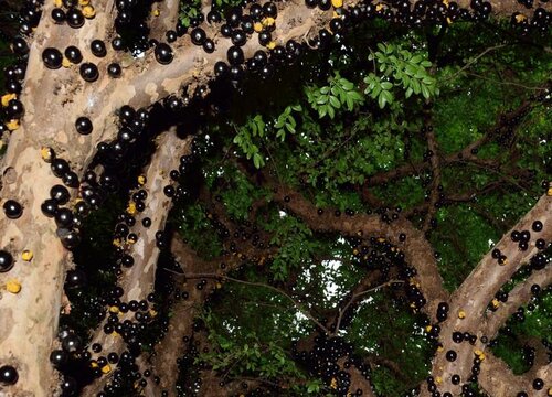 嘉宝果哪个品种最好吃 嘉宝果有多少个品种