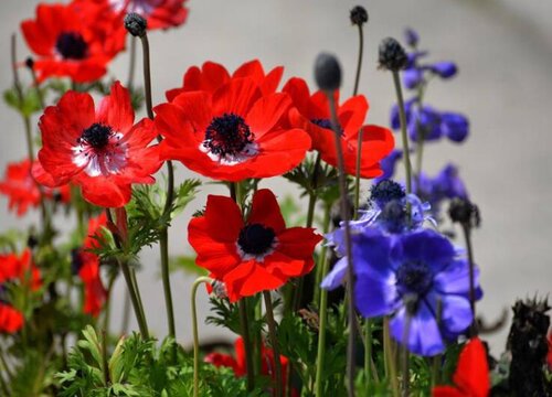 银莲花是一年生还是多年生