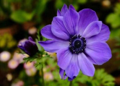 银莲花是一年生还是多年生