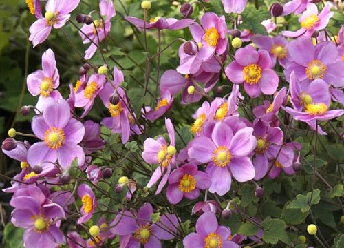 银莲花是一年生还是多年生