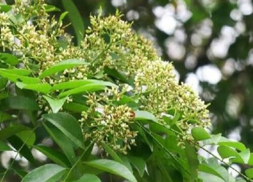 降香树有什么作用