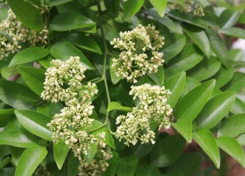 降香树有什么作用