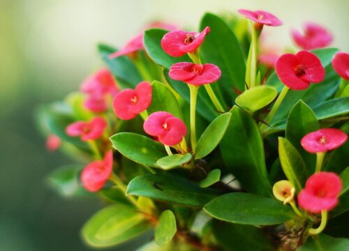 虎刺梅花期是什么时候