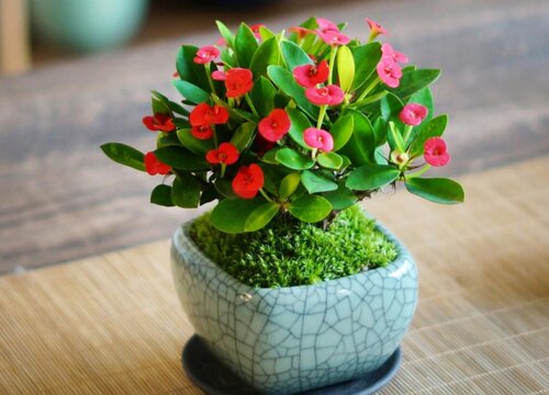 虎刺梅花期是什么时候