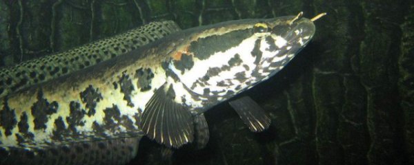 乌鱼怎么挑选才好吃