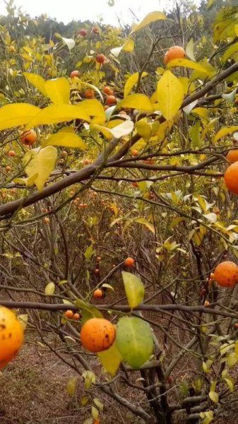 柑橘衰退病能治好吗