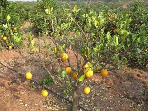 柑橘衰退病能治好吗