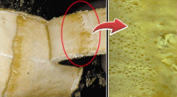 柑橘衰退病能治好吗